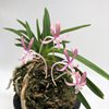 Darwinara Rainbow Star (= Darwinara Charm 'Blue Star' x Neofinetia falcata 'Tamakongo') Япония-2